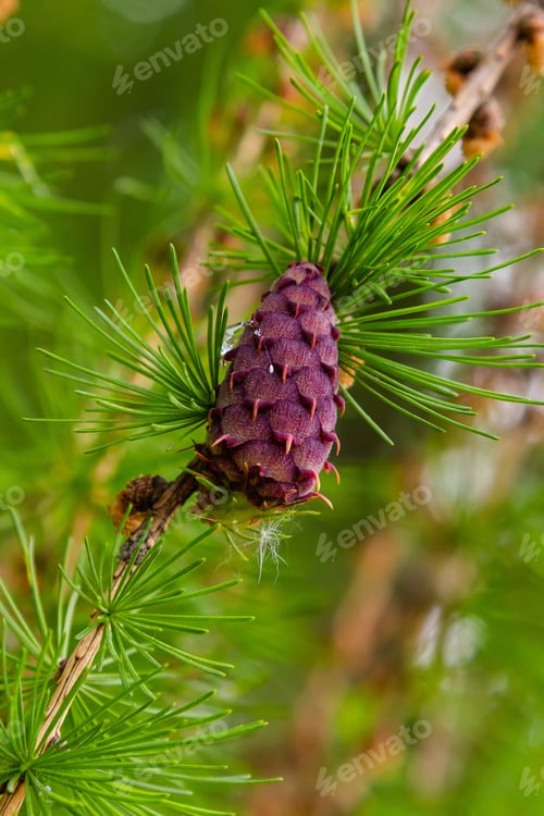 Preview: Larch Blossom. Larch (Lat. Larix) — A Genus Of Woody Plants Of The Pine Family, One Of The Most