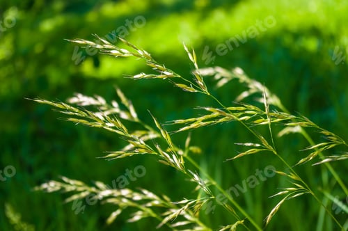 Preview: Spring Blooming Field - Bright Green Plants, Grass And Wildflowers With Young Foliage On A Bright