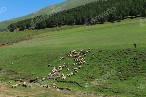 Preview: Nature Landscape With Flock Of Sheep