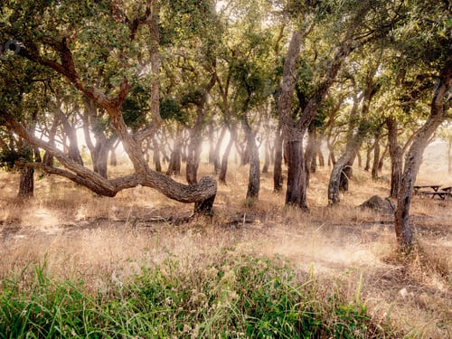 Preview: Big Cork Oaks In The Andalusian Countryside. During Summer, "Parque De Los Alcornocales"
