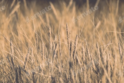 Preview: Beautiful Abstract Grass Texture On Sunset With Reflections And Rays Of Sun - Vintage Retro Grainy