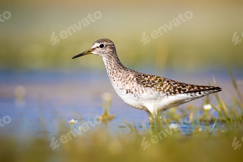 Preview: Cute Little Water Bird Wood Sandpiper. Wetland Nature Background.