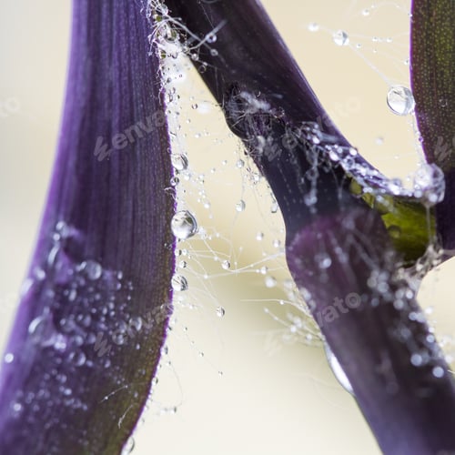 Preview: Composition With Leaves With Water Drops