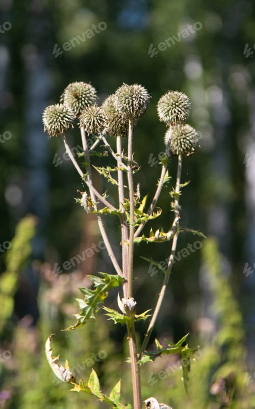 Preview: Weeds Other Than Grasses