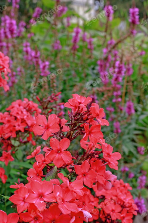 Preview: The Flowering Of Phlox Paniculata In The Garden