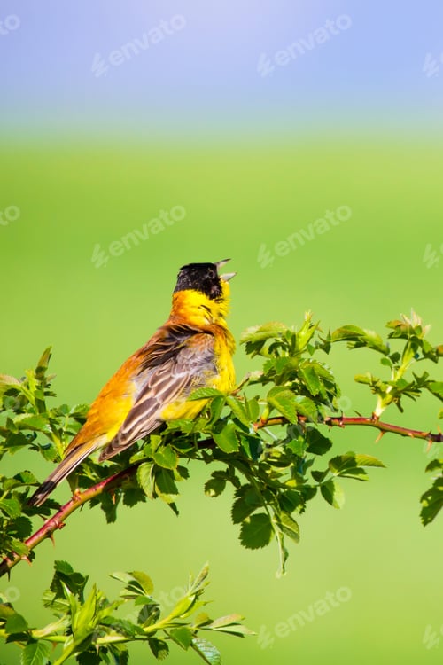 Preview: Singing Bird. Green Nature Background.