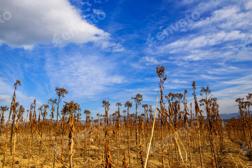 Preview: Dry Tobbaco Plant, Armenia