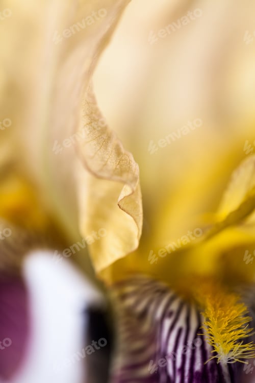 Preview: Beautiful Iris Flower With Details