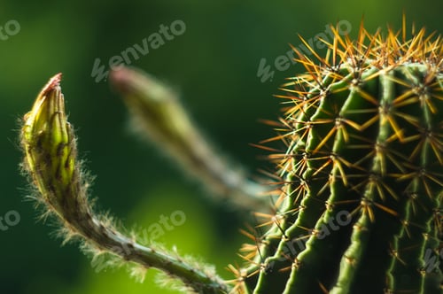 Preview: Cactus Echinopsis Tubiflora, Selective Focus, Close Up