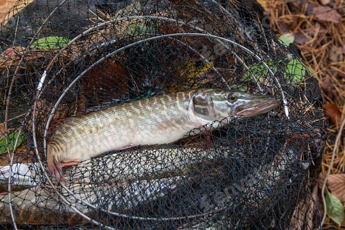 Preview: Freshwater Northern Pike Fish Know As Esox Lucius Lying In Landing Net. Fishing Concept, Good Catch