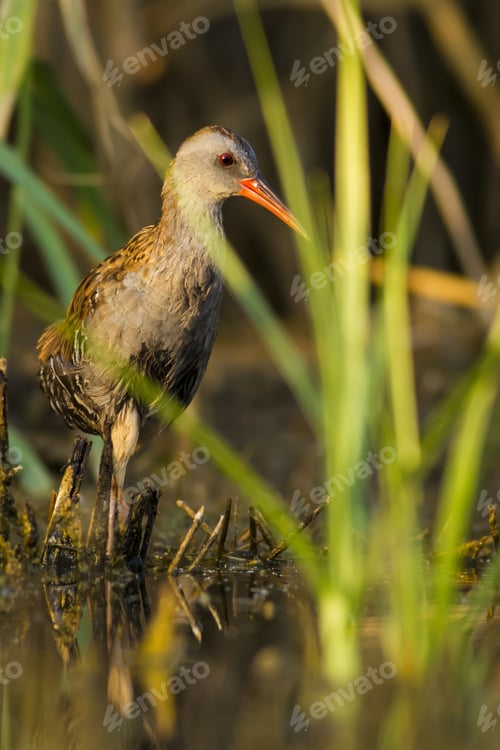 Preview: Bird In Nature. Nature Background. Bird: Water Rail. Rallus Aquaticus. Ankara, Mogan Lake, Turkey.