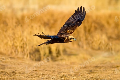 Preview: Flying Wild Bird. Yellow Nature Background.