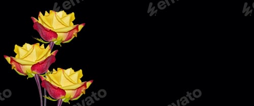 Preview: Flower Bud Roses On A Black Background