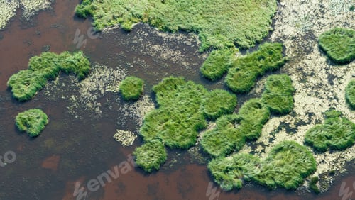 Preview: Aerial View Over The Lake And Vegetation