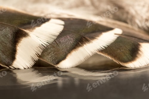 Preview: Colorful Rooster Feather With Details And Reflexions
