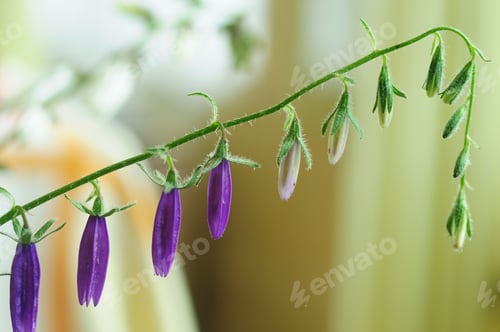 Preview: Campanula (Bellflower) Buds On Blur Background