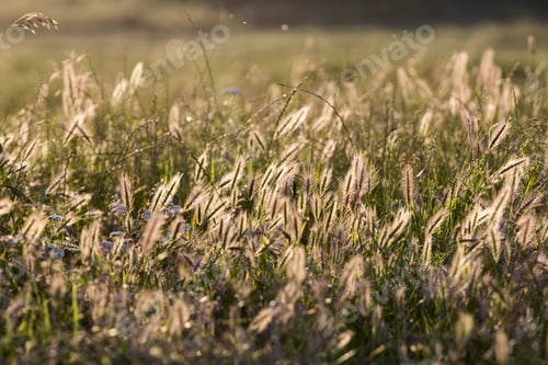 Preview: Autumn Landscape With Reeds And Herbs