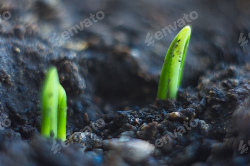 Preview: Growing Little Green Sprouts Of Young Plants