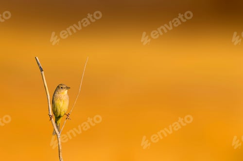 Preview: Cute Little Yellow Bird. Isolated Bird And Branch. Orange Nature Background.