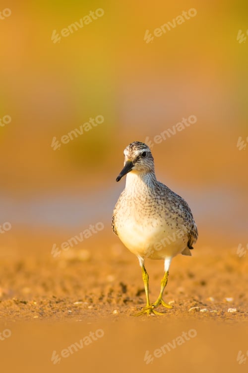 Preview: Cute Water Bird. Yellow Nature Background.