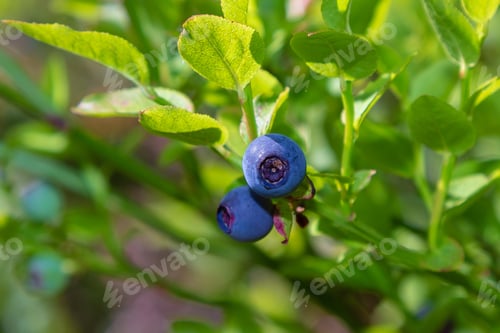 Preview: Blueberries (Lat. Vaccinium Myrtillus) On A Branch On A Natural Background In The Forest.