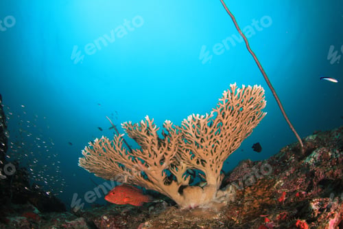 Preview: Coral Reef And Fish Underwater