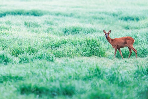 Preview: Roe Deer In Foggy Grassland With High Grass. Side View.