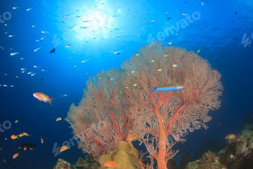 Preview: Coral Reef, Featherstar, Fish, Underwater In Ocean