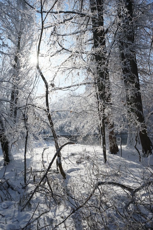 Preview: Winter Landscape In The Park In A Cold, But Sunny Day. High Resolution And Beautiful Snow Details