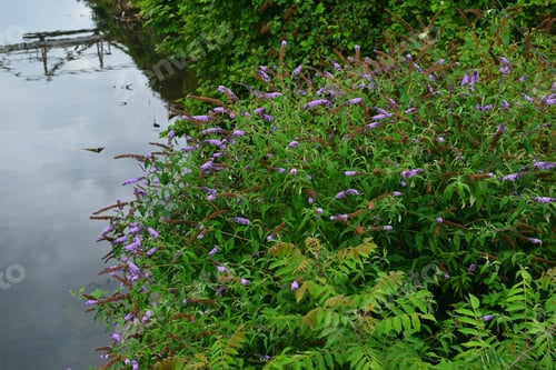 Preview: Buddleja Davidii (Butterfly Bush) In Bloom