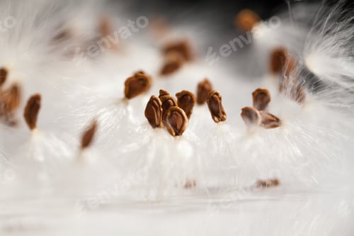 Preview: Abstract Composition With Dried Plants Seeds. Looks Like Dandelion Seeds