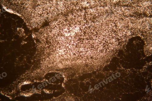 Preview: Mold At The Microscope