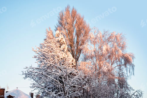 Preview: Blur. Frozen Winter Forest With Snow Covered Trees.