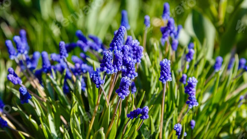 Preview: Armenian Grape Hyacinth Muscari Armeniacum Flowering In Early Spring, Bulbous Plants In The Garden