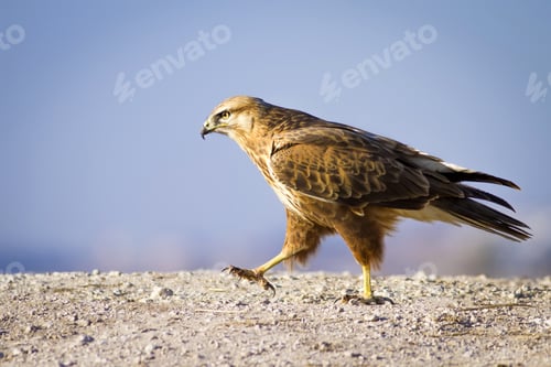 Preview: Wild Bird Hawk Blue Sky Background Long-Legged Buzzard / Buteo Rufinus