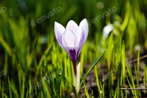 Preview: Crocuses Is Spring Bulbous Flowers