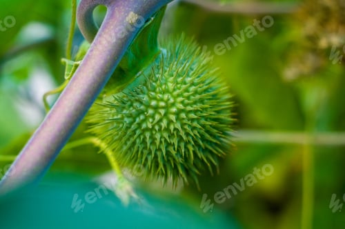 Preview: Devil'S Trumpet, Datura Metel, In The Garden, Close Up.