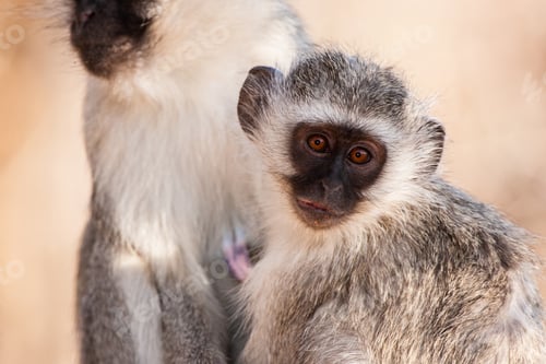 Preview: Vervet Monkeys (Chlorocebus Pygerythrus) In Kruger National Park, South Africa