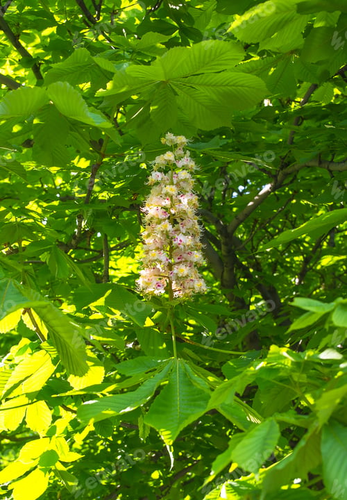 Preview: Flowering Branches Of Chestnut (Castanea Sativa) Tree, And Bright Blue Sky