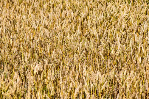 Preview: Yellow Wheat Field Close Up Macro Photograph With Abstract Texture
