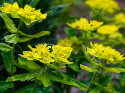 Preview: Cushion Spurge Flowers (Euphorbia Polychroma Or Euphorbia Epithymoides) In Spring Garden