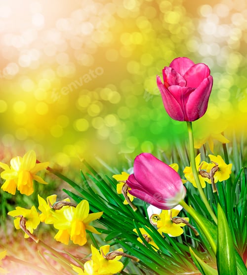 Preview: Spring Landscape. Beautiful Spring Flowers Daffodils. Yellow Flowers.