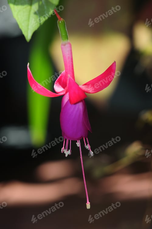 Preview: Blooming Fuchsia Flower