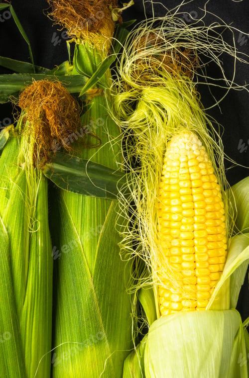 Preview: Fresh Corn On Cobs On Black Background, Closeup