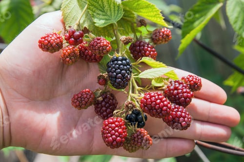 Preview: Red And Black Wild Blackberries Bushes And Branches On Green Leaves Background In The Garden. Close