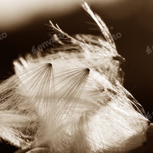 Preview: Abstract Composition With Dried Plants Seeds. Looks Like Dandelion Seeds