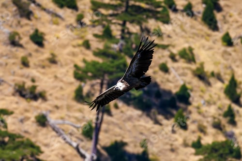 Vorschau: Fliegender Geier. Vogel: Gänsegeier. Braungrüner Naturhintergrund. Vogel: Gänsegeier. Gypus