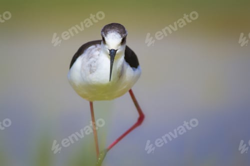 Preview: Cute Bird Black Winged Stilt. Nature Background Black Winged Stilt Himantopus Himantopus