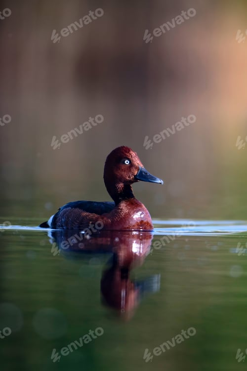 Preview: Swimming Duck. Natural Lake Habitat Background. Bird: Ferruginous Duck. Aythya Nyroca.
