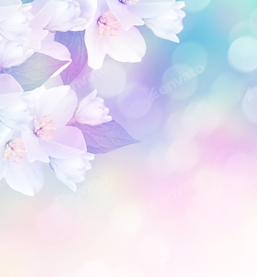 Preview: White Jasmine Flower. The Branch Delicate Spring Flowers